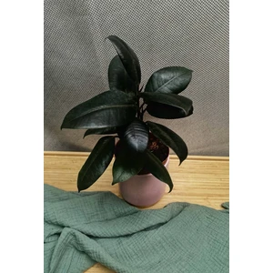 Фикус эластика Абиджан