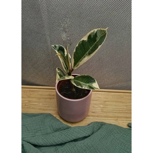 Фикус эластика Белиз