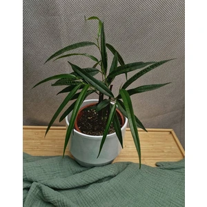 Фикус бенедикта Али