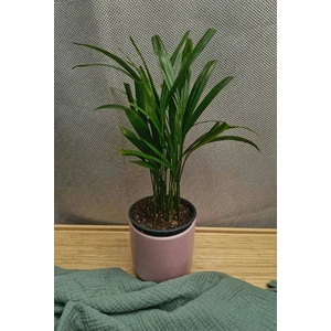 Арека (дипсис)