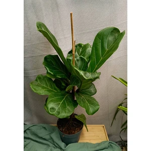 Фикус Лирата