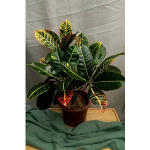 Кодиеум (кротон) Петра