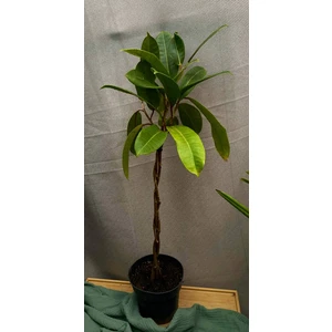 Фикус Американа Гуиан