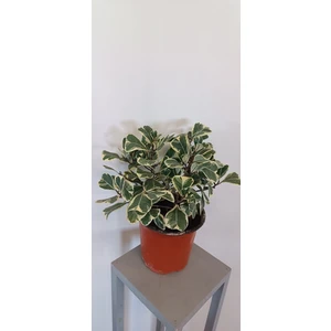 Фикус Триангулярис