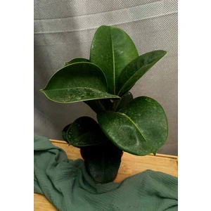 Фикус эластика Кинг Конг