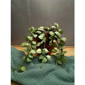 Хойя Лакуноза Эскимо