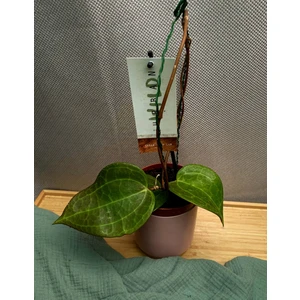 Хойя Латифолия Грин