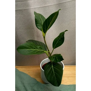 Фикус бенгальский Одри (Audrey)