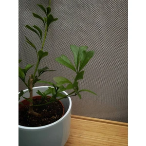 Шеффлера Триангулярис (Triangularis)