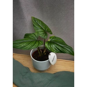 Филодендрон Пловмани