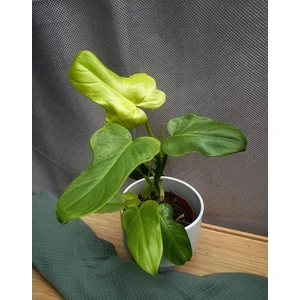 Филодендрон Голден Виолин (Золотая Скрипка)