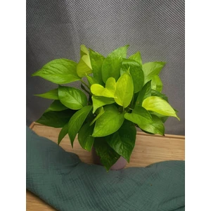 Эпипремнум Голден Потос