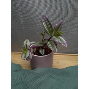 Традесканция Нанук