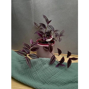 Традесканция Зебрина Пинк Парадиз