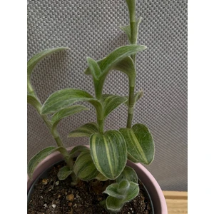 Традесканция Силламонтана Вариегата