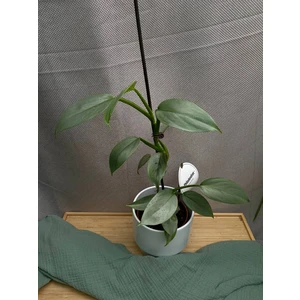 Филодендрон Хастатум Серебряный меч (Hastatum)