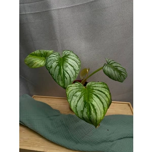 Филодендрон Мамей (Mamei)