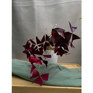 Кислица треугольная (Оксалис)