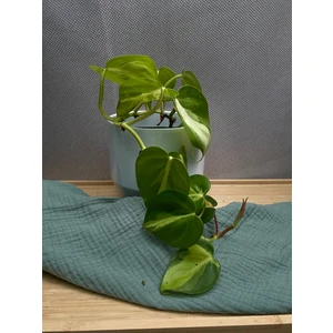 Филодендрон сканденс Бразил