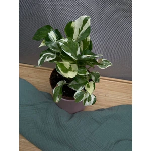 Эпипремнум Перл энд Жаде