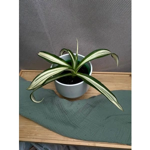 Агава Десметиана Айвори стар С1