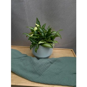 Мурдания пестролистная С1