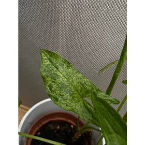 Сингониум Моттлед