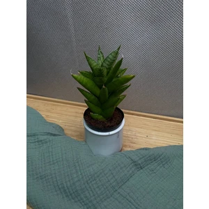 Сансеверия Старшутер