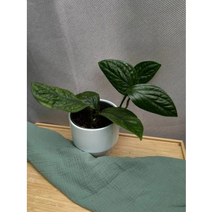 Эпипремнум Марбл Планет