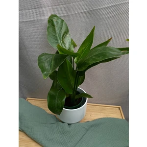 Cтрелиция Королевская (Регина)