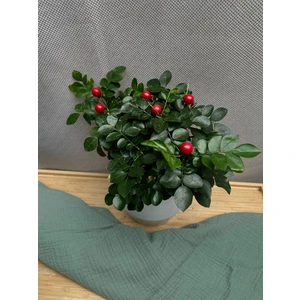 Муррайя Паникулята