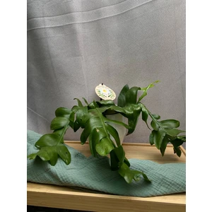 Эпифиллум Хризокардиум