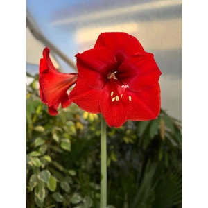 Гиппеаструм микс