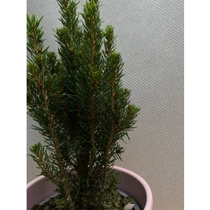 Ель Глаука Цукерхут