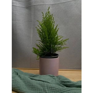 Купрессус Кипарис Голдкрест Вилма