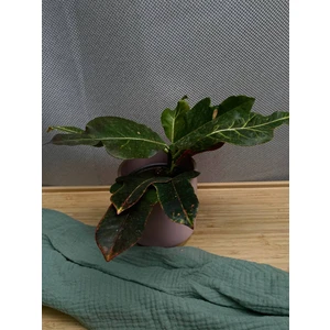 Кодиеум (кротон) Экселент