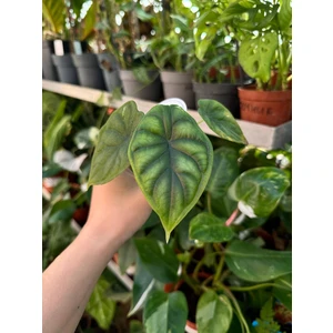 Алоказия Шкура Дракона