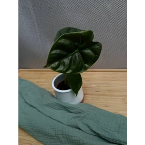 Алоказия Голден Бон