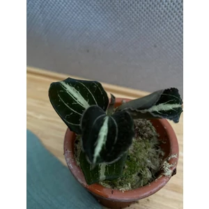 Орхидея Анектохилус Санстоун