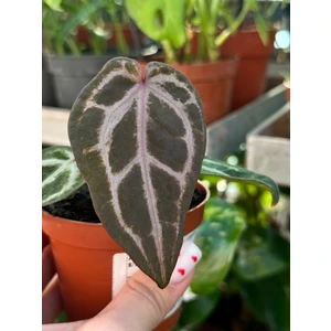 Антуриум Ред Кристаллинум (Red Crystallinum)