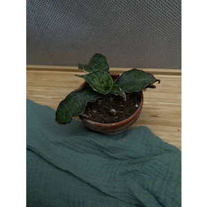 Сансевиерия Кирки Сильвер Блу