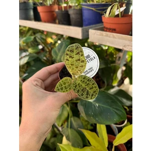 Орхидея Макодес петола