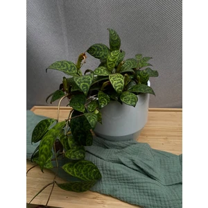 Эсхинантус Мраморный (Marmoratus)