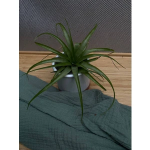 Тилландсия микс