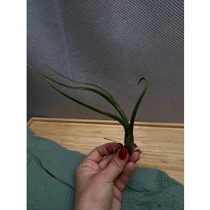 Тилландсия микс