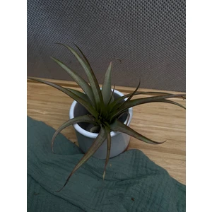 Тилландсия мультифлора XL