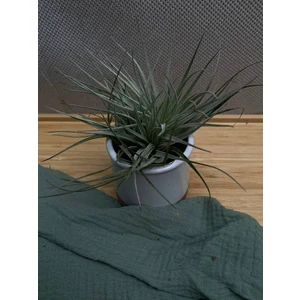 Тилландсия микс