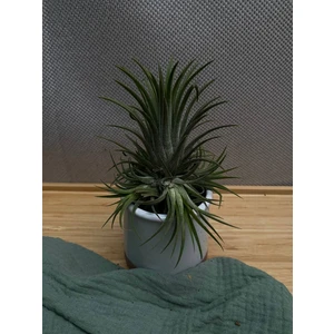 Тилландсия Ионанта (Clumb L)