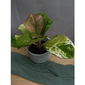 Аглаонема Эпл Фэнтези