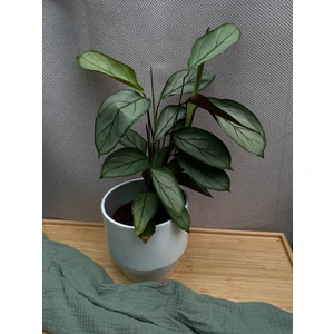 Ктенанта Сетоса Сильвер